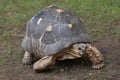 Radiated tortoise Astrochelys radiata.