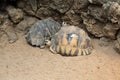 Radiated tortoise (Astrochelys radiata).