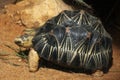 Radiated tortoise (Astrochelys radiata).