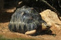 Radiated tortoise (Astrochelys radiata).