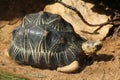 Radiated tortoise (Astrochelys radiata).