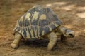 Radiated tortoise Astrochelys radiata