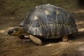 Radiated tortoise Astrochelys radiata