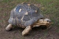 Radiated tortoise Astrochelys radiata.