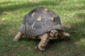 Radiated tortoise Astrochelys radiata.