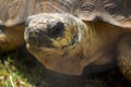 Radiated Tortoise Close Up Portrait 1 Royalty Free Stock Photo