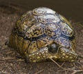 Radiated Tortoise Hiding Royalty Free Stock Photo