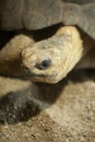Radiated Tortoise Royalty Free Stock Photo
