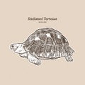 The radiated tortoise is a species in the family Testudinidae. Hand draw sketch vector