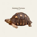 The radiated tortoise is a species in the family Testudinidae. Hand draw sketch vector