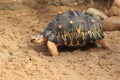 Radiated tortoise Royalty Free Stock Photo