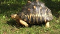 Radiated tortoise Astrochelys radiata