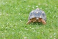 Radiated tortoise walking outdoors Royalty Free Stock Photo