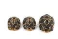 Radiated Tortoises