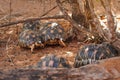 Radiated tortoises -  Astrochelys radiata - critically endangered tortoise species, endemic to Madagascar, walking on ground near Royalty Free Stock Photo