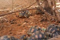 Radiated tortoises - Astrochelys radiata - critically endangered tortoise species, endemic to Madagascar, walking on ground near