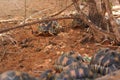 Radiated tortoises -  Astrochelys radiata - critically endangered tortoise species, endemic to Madagascar, walking on ground near Royalty Free Stock Photo