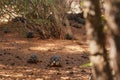 Radiated tortoises - Astrochelys radiata - critically endangered tortoise species, endemic to Madagascar, walking on ground near Royalty Free Stock Photo