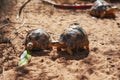 Radiated tortoises - Astrochelys radiata - critically endangered tortoise species, endemic to Madagascar, walking on sandy ground