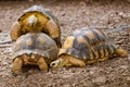 Radiated tortoises mating