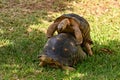 Mating Tortoises, Radiated Turtle (Astrochelys radiata), Madagascar Royalty Free Stock Photo