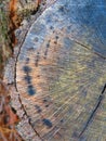 Radiating colors and spots on tree stump with bark