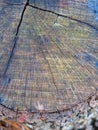 Radiating colors on tree stump with bark Royalty Free Stock Photo