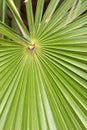 Radiating leaf