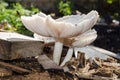 Gills Of Glistening Inkcap Mushrooms Royalty Free Stock Photo