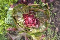 Radicchio Royalty Free Stock Photo