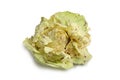 Radicchio CastelFranco lettuce Royalty Free Stock Photo