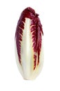 Radicchio chicory Royalty Free Stock Photo