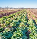 Radicchio field in sunny day