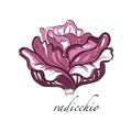 Radicchio fresh culinary plant, green seasoning cooking herb for soup, salad, meat and other dishes hand drawn vector