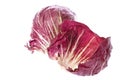 Radicchio or Italian Chicory Royalty Free Stock Photo