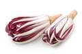 The Radicchio Rosso di Treviso Royalty Free Stock Photo