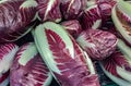 Radicchio rosso di Treviso is an Italian fruit and vegetable product with a Protected Geographical Indication. The red radicchio o Royalty Free Stock Photo