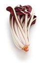 Radicchio rosso di treviso tardivo Royalty Free Stock Photo