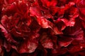 Radicchio rosso or red leaf lettuce isolated on white background. Fresh green salad leaves from garden Royalty Free Stock Photo