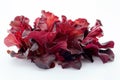 Radicchio rosso or red leaf lettuce isolated on white background. Fresh green salad leaves from garden Royalty Free Stock Photo