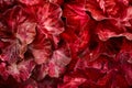 Radicchio rosso or red leaf lettuce isolated on white background. Fresh green salad leaves from garden Royalty Free Stock Photo