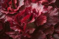 Radicchio rosso or red leaf lettuce isolated on white background. Fresh green salad leaves from garden Royalty Free Stock Photo