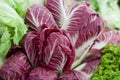 Radicchio salad Royalty Free Stock Photo