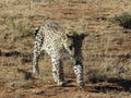 African leopard approaches through barren dry grassland in early morning light at Okonjima Nature Reserve, Namibia Royalty Free Stock Photo