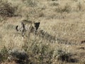 Radio-collared African leopard comes prowling through dry grass in early morning light at Okonjima Nature Reserve, Namibia Royalty Free Stock Photo