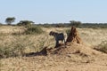 Radio-collared African leopard looking out across bush from shadow of termite mound at Okonjima Nature Reserve, Namibia