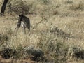 Radio-collared African leopard looking back over shoulder in dry grass in early morning light at Okonjima Nature Reserve, Namibia