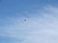 Radio controlled model airplane spiraling towards ground on blue sky. Aviation, airplanes, aerobatics and competition concepts