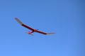 A radio controlled model glider soars against a blue sky background.