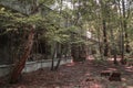 A radioactive abandoned  shop overgrown with trees in the city of Pripyat Royalty Free Stock Photo